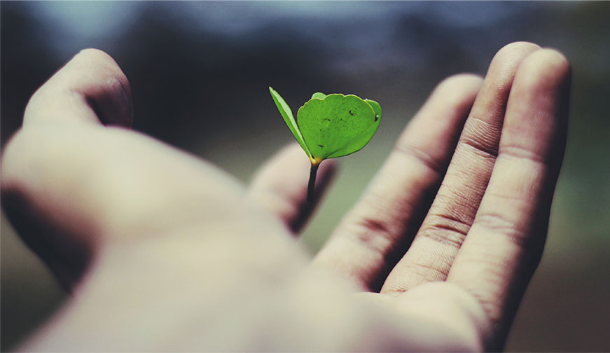 Seedling held in hands