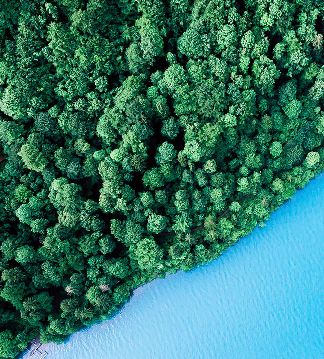 Forest and water